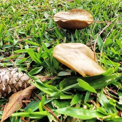 Fungi