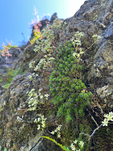 Saxifraga vespertina, photograph 5