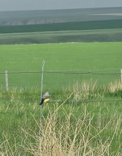 Western Kingbird