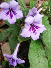 Streptocarpus primulifolius