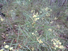 Acacia iteaphylla