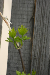 Acer negundo