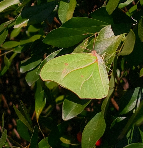 White Angled-Sulphur