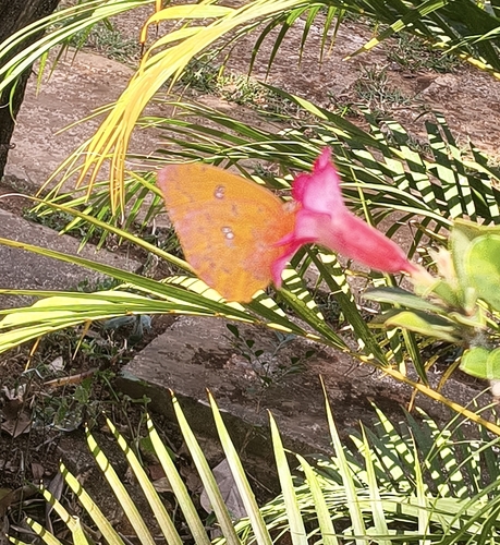 Orange-barred Sulphur
