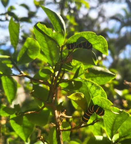 themisto amberwing