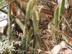 Nyctocereus serpentinus