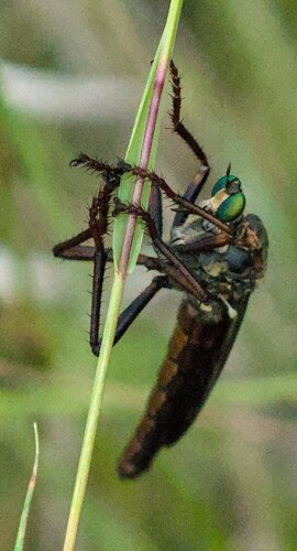 Giant Prairie Robber Fly