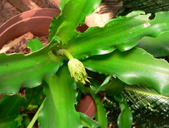 Veltheimia
