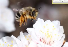 Anthophora melanognatha