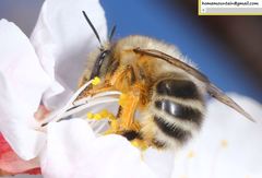 Anthophora melanognatha