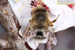 Anthophora melanognatha