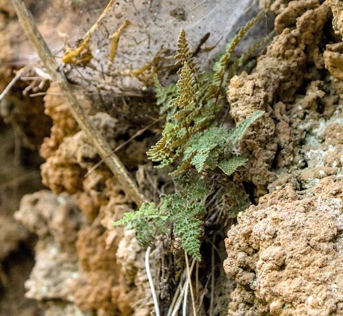 Fee's lip fern