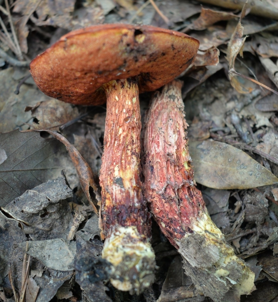 Frost's Bolete · June 2026 · photo: Photo: (c) Ben Gruhot, some rights reserved (CC BY) · iNaturalist