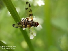 Otites porcus