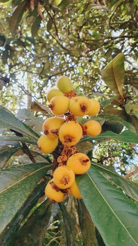 Loquat