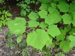 Acer tegmentosum