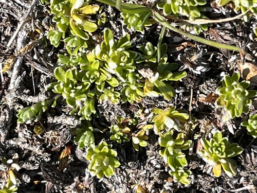 Raoulia subsericea