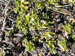 Raoulia subsericea
