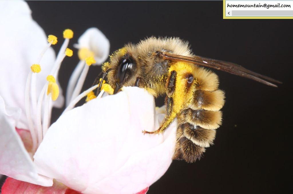 Andrena nawai