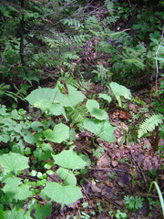 Parasenecio auriculatus