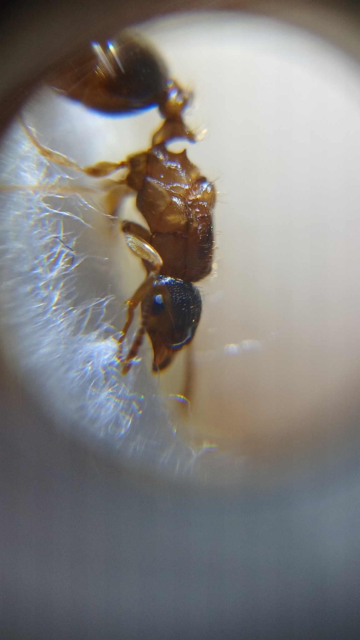 Tetramorium densopilosum