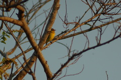 Icterus spurius
