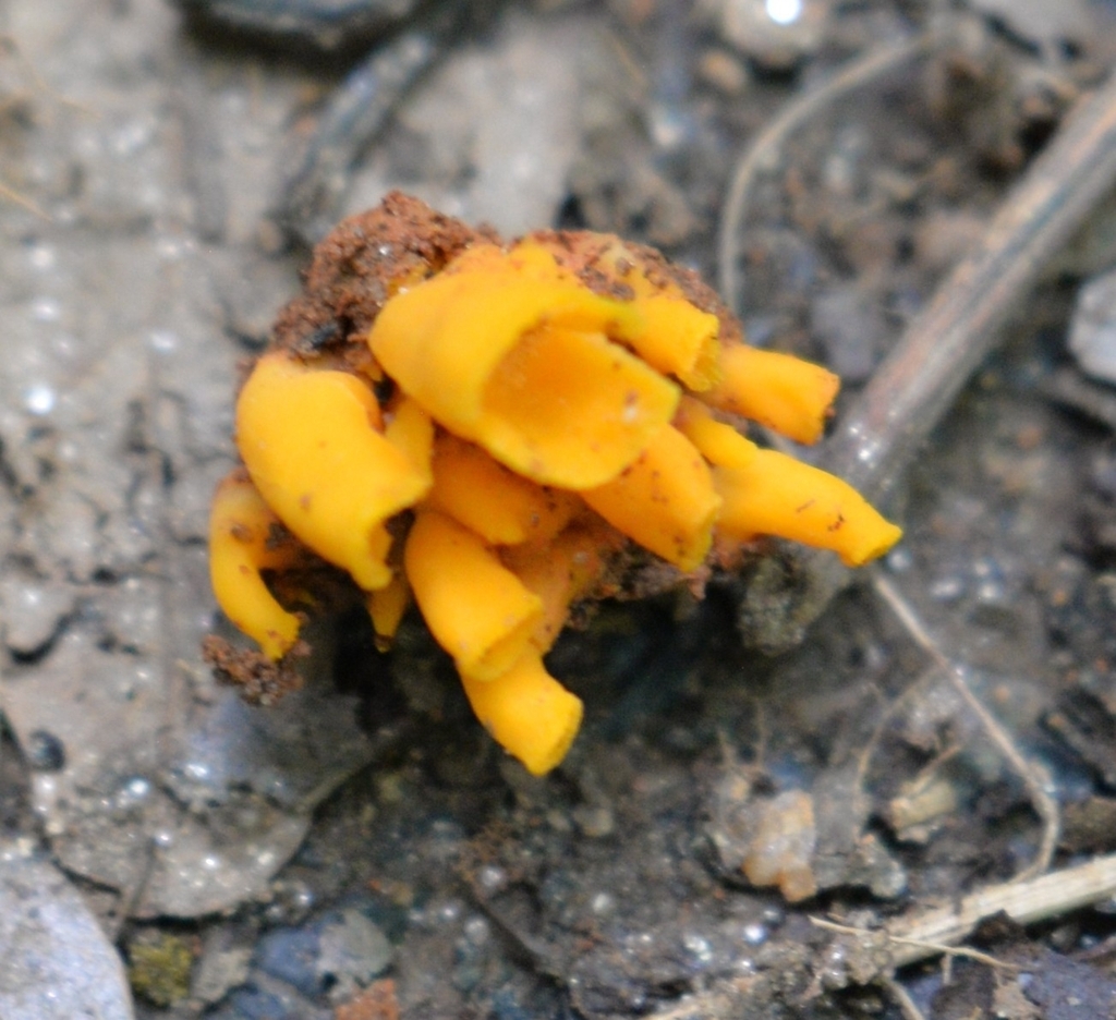 Craterellus odoratus