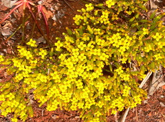 Kalanchoe sexangularis sexangularis