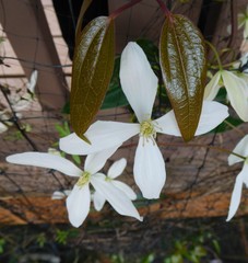 Clematis armandii