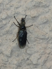 Diptera