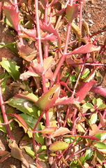 Kalanchoe sexangularis sexangularis