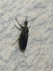 Diptera