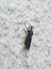 Diptera