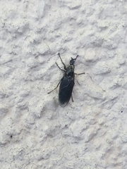 Diptera