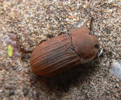 Gonocephalum simplex simplex