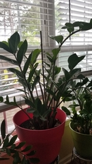 Zamioculcas