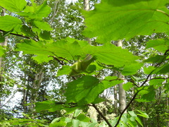 Corylus sieboldiana mandshurica