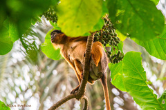 Piliocolobus badius temminckii