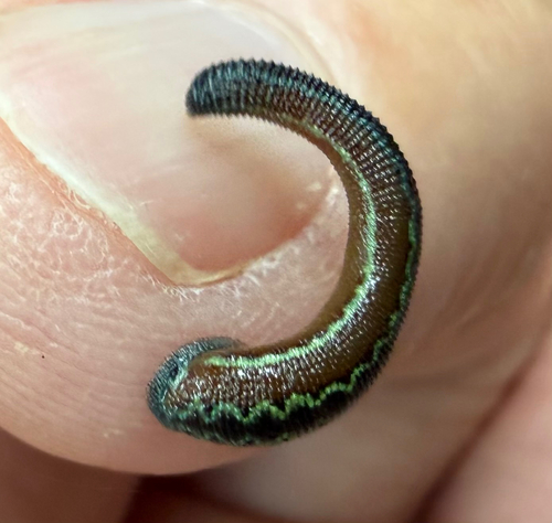 Painted Leech