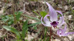 Erythronium hendersonii