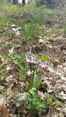 Erythronium hendersonii