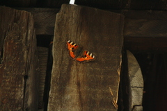 Aglais urticae
