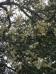Dipterocarpaceae