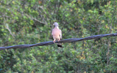 Columba palumbus