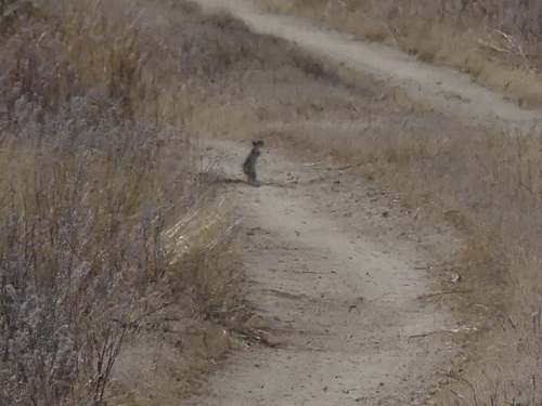 Nelson's Antelope Squirrel observed by jonhakim