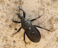 Coranus carbonarius