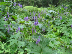 Aconitum sczukinii