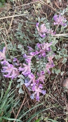 Astragalus shortianus