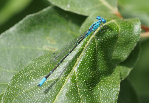 Slender Bluet