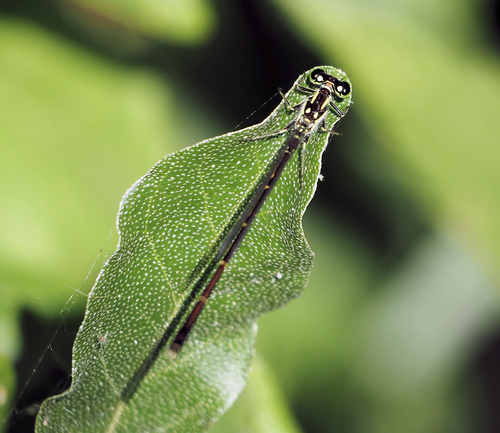Fragile Forktail
